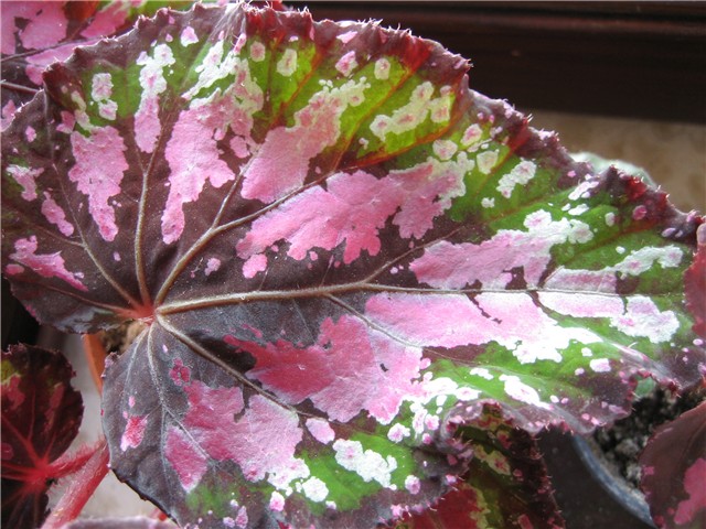 begonia rex